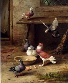 unknow artist Pigeons 194 oil painting picture
